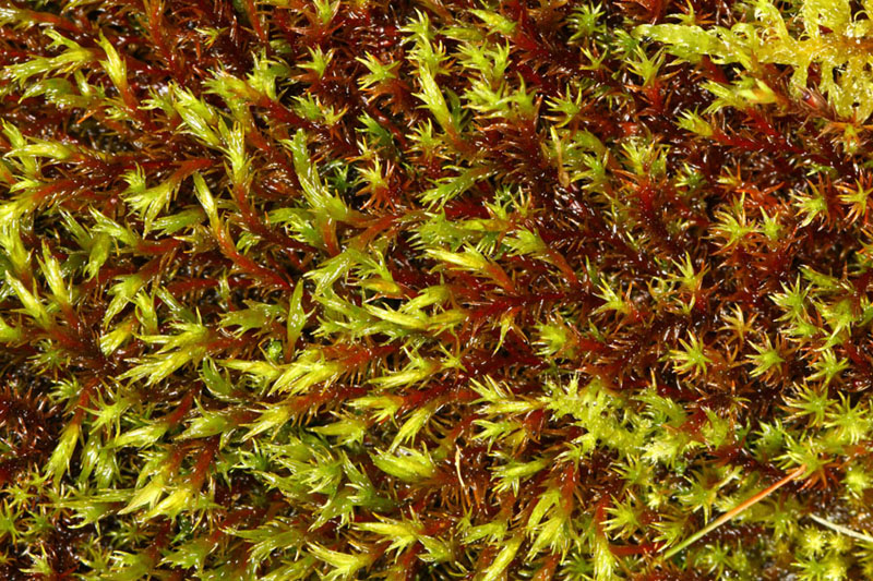 Schistidium trichodon